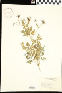 Bidens bipinnata image