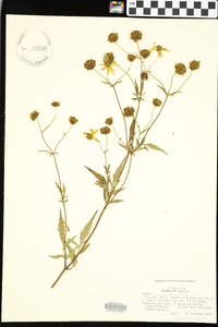 Bidens aristosa image