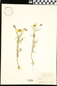 Bidens aristosa image