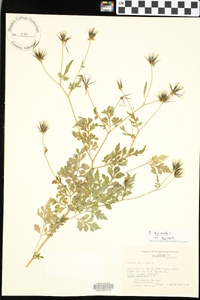 Bidens bipinnata image