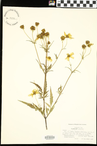 Bidens aristosa image