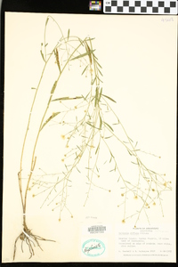 Boltonia diffusa image