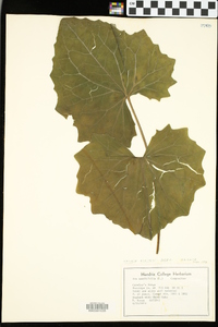 Arnoglossum atriplicifolium image