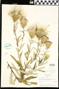 Cirsium discolor image