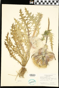 Cirsium horridulum image