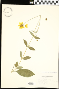 Coreopsis pubescens var. pubescens image