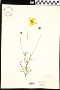 Coreopsis pubescens image