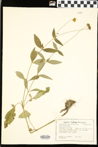 Coreopsis pubescens image