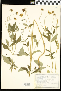Coreopsis pubescens image