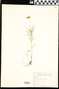 Coreopsis grandiflora var. harveyana image