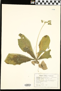 Elephantopus tomentosus image