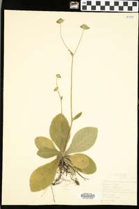 Elephantopus tomentosus image