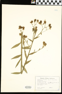 Helenium flexuosum image