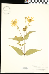 Helianthus divaricatus image