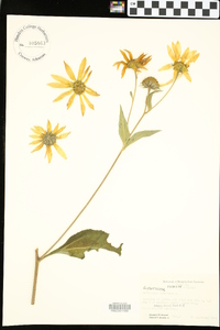 Helianthus tuberosus image