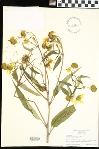 Helianthus grosseserratus image