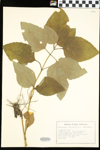 Helianthus silphioides image