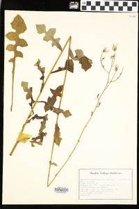 Lactuca floridana image