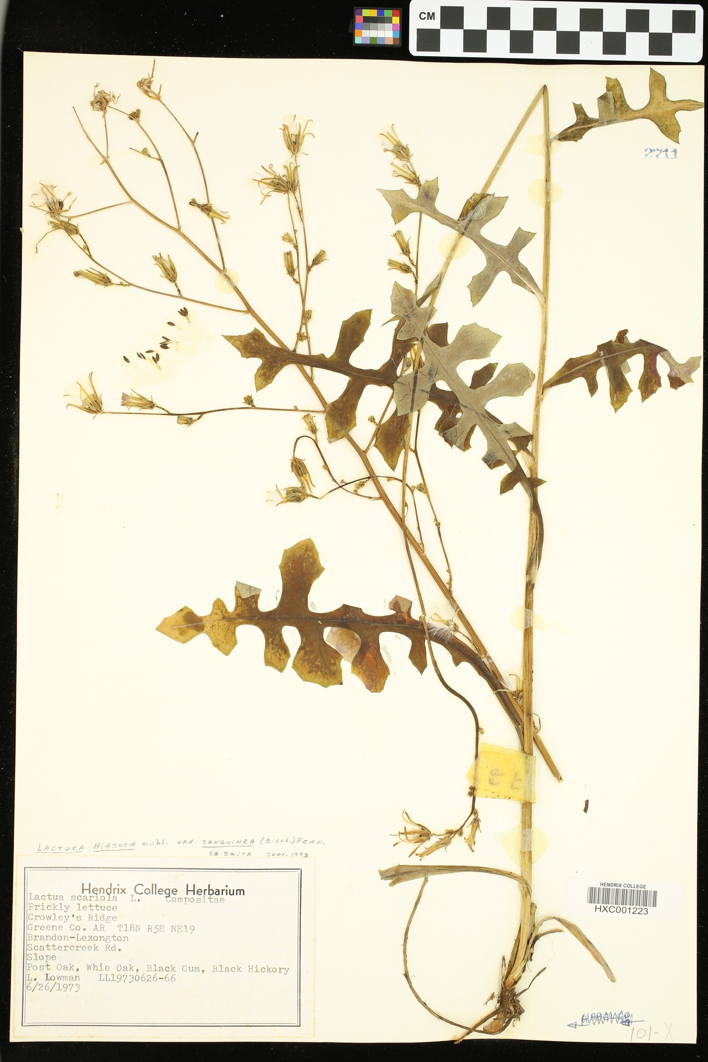 Lactuca hirsuta var. sanguinea image