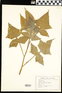 Lactuca floridana image