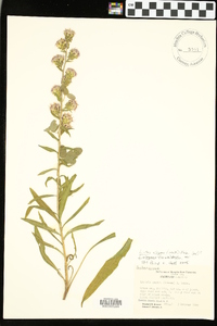 Liatris elegans image