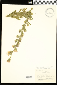 Liatris elegans image