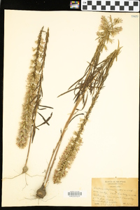 Liatris elegans image