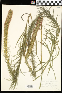 Liatris pycnostachya image