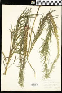 Liatris pycnostachya image