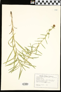 Liatris squarrosa image