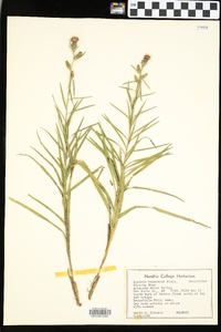 Liatris squarrosa image