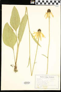 Rudbeckia grandiflora image