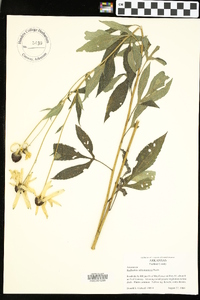 Rudbeckia subtomentosa image