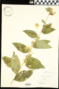 Silphium radula image