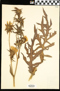 Silphium laciniatum image