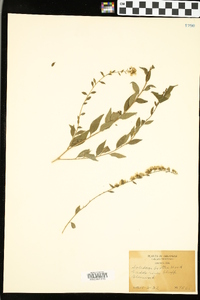 Solidago boottii image