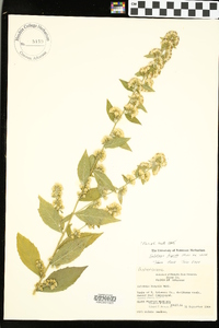 Solidago hispida image