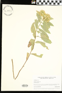 Solidago petiolaris image