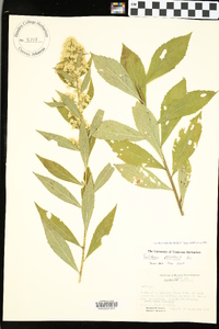 Solidago petiolaris image