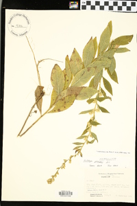 Solidago petiolaris image