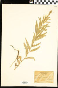 Solidago petiolaris image