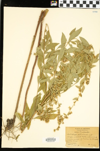 Solidago petiolaris image