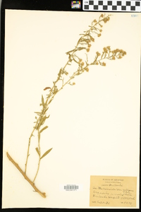 Aster villosus image