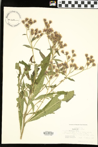 Vernonia baldwinii image