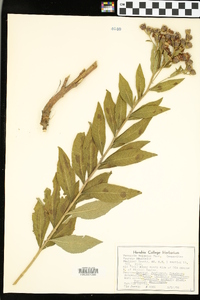 Vernonia baldwinii image