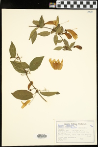 Bignonia capreolata image