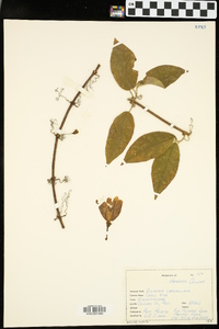 Bignonia capreolata image