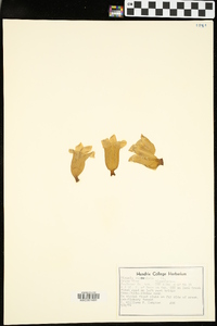 Bignonia capreolata image