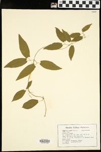 Bignonia capreolata image