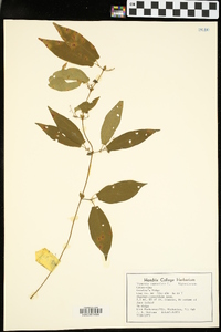 Bignonia capreolata image